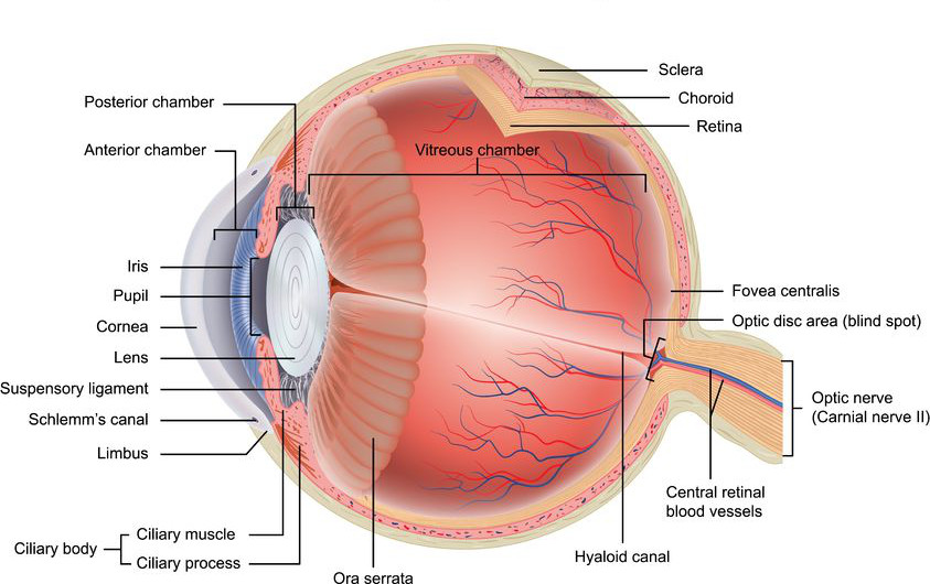 Diagrama anatómico del ojo humano en sección transversal