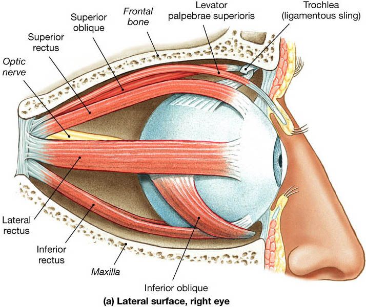 Diagrama de los músculos externos del ojo derecho
